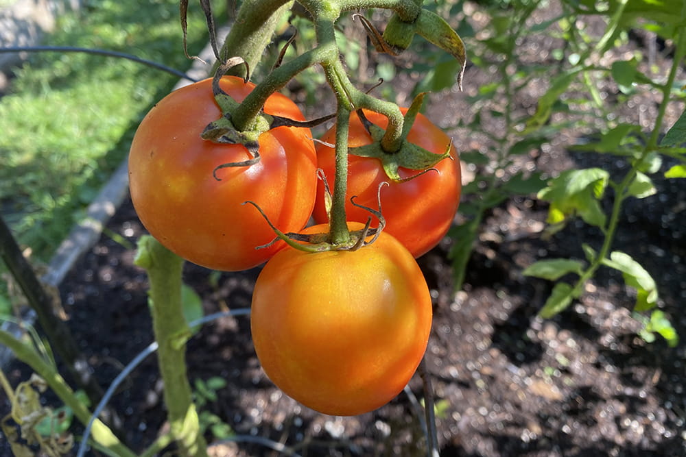 three tomatoes on the vine