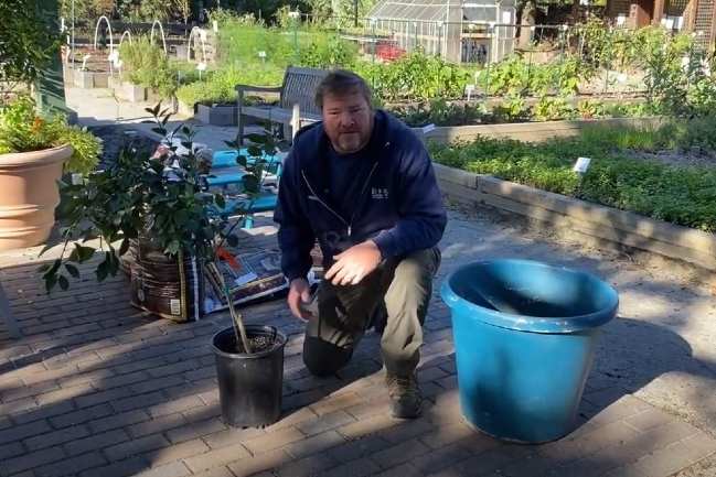 MUSC Arborist next to a citrus tree in a container