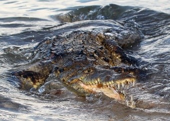 Photo of an African crocodile.