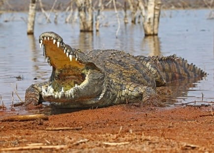 Photo of an alligator.