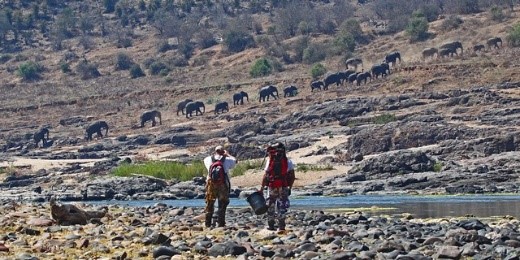 Scientists watch an elephant herd.