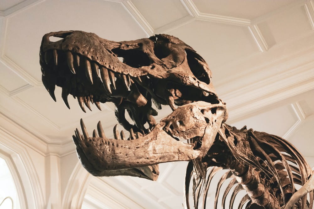 Skeletal reconstruction of a tyrannosaurus rex.