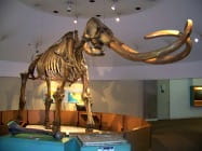 Wooly mammoth skeleton on display
