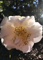 A single camellia flower