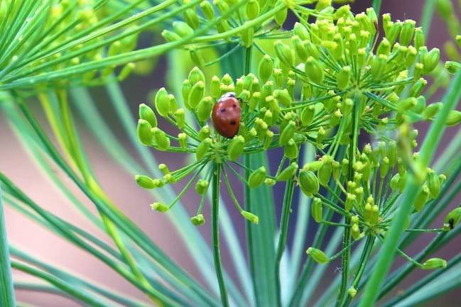 Close-up of a lady bug crawling on a fennel plant.