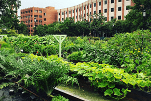MUSC Urban Farm green crops