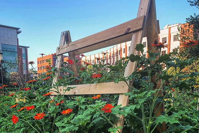 Red flowers against a wooden saw horse in the MUSC Urban garden