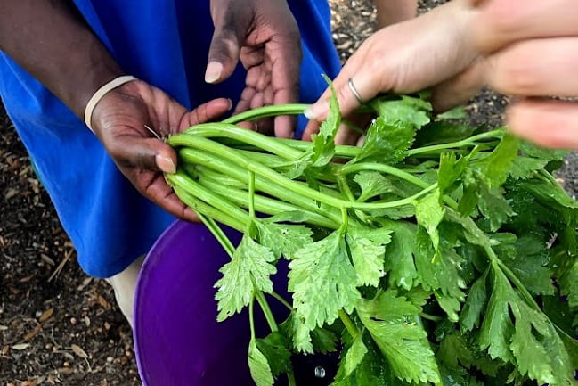 a pair of hands holding the leafy parts of a plant.