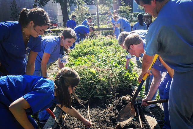 MUSC student volunteering in the Urban Farm