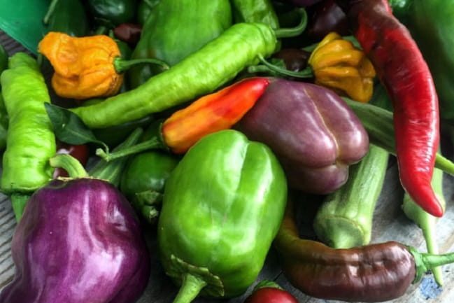 MUSC Urban Farm pepper harvest