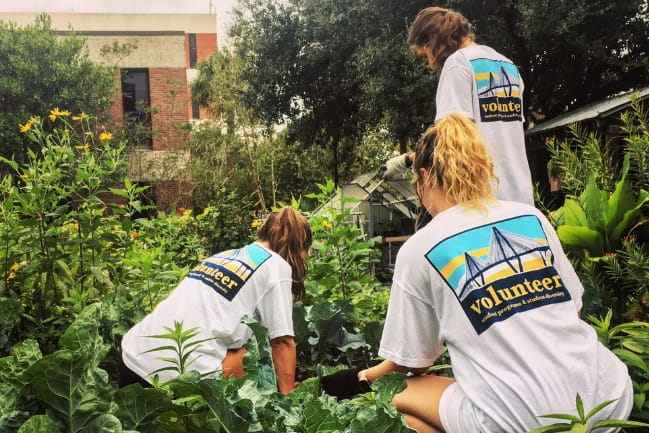 MUSC Urban Farm Volunteers harvesting produce