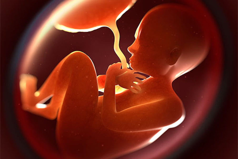 Environmental influences start in the womb