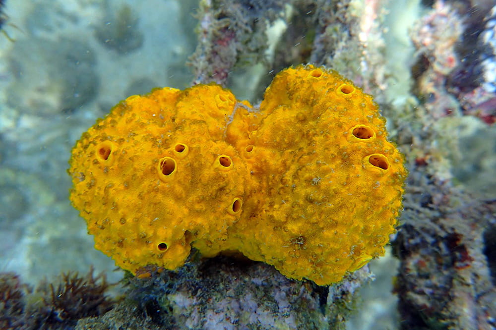 A golden-yellow sponge under water