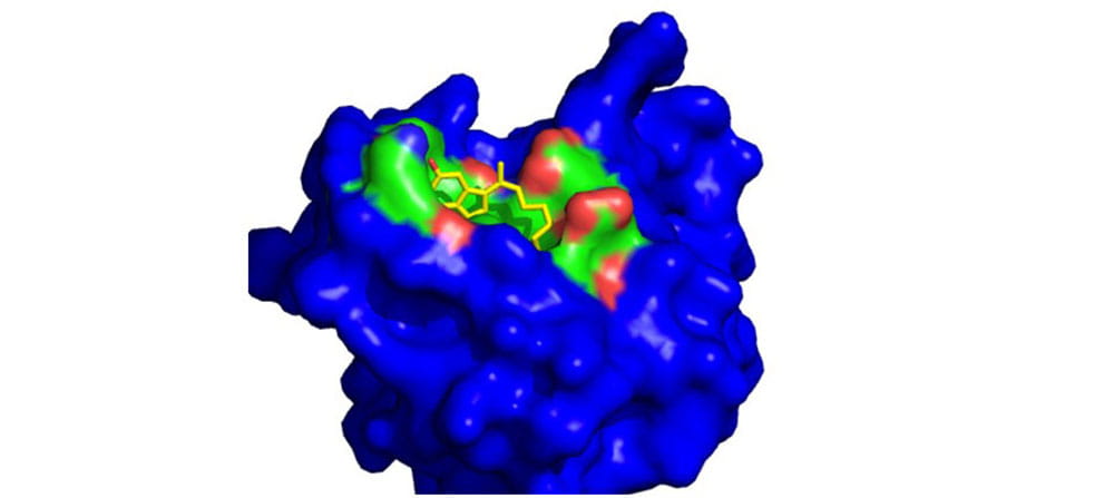 This photo shows the theoretical binding of a lead drug candidate to its molecular target, protein disulfide isomerase.