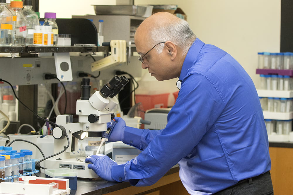 Kumar Sambamurti works in his lab