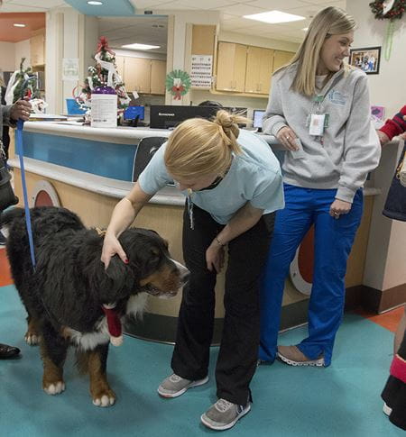 Two nurses pet a dog during MUSC's Pets on Parade