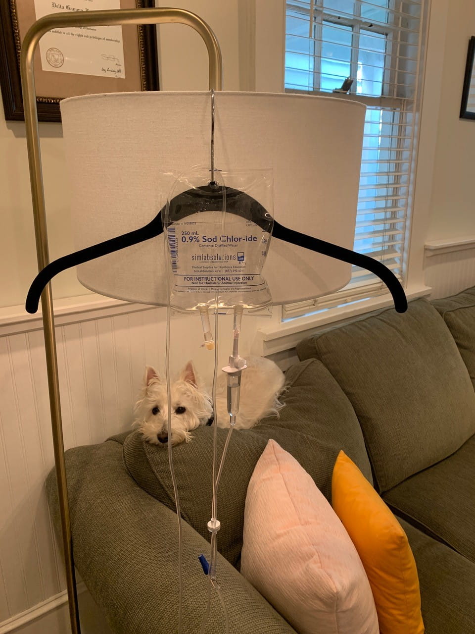 A little white dog sits on the back of a sofa looking at a makeshift IV pole made on a floor lamp