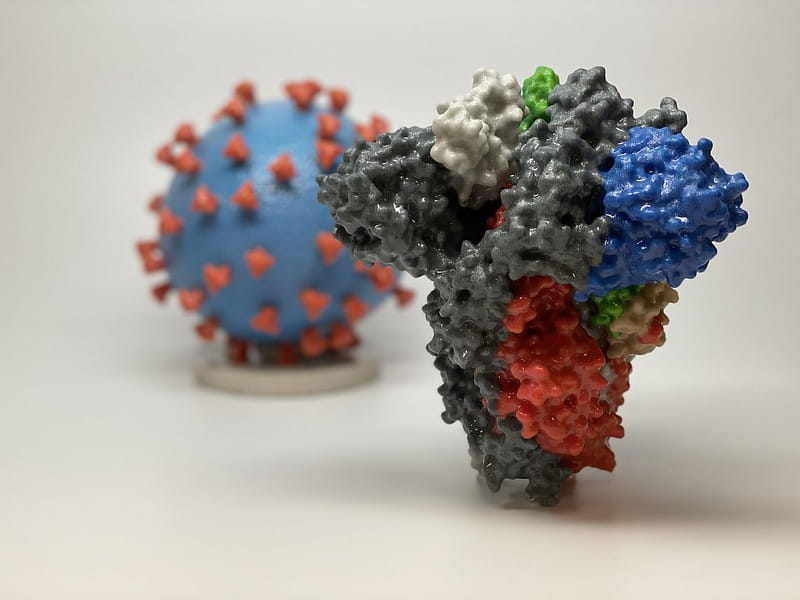 3-D printed model of the coronavirus and its spike protein