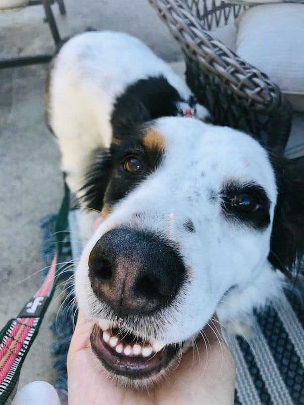 black and white dog looking at camera