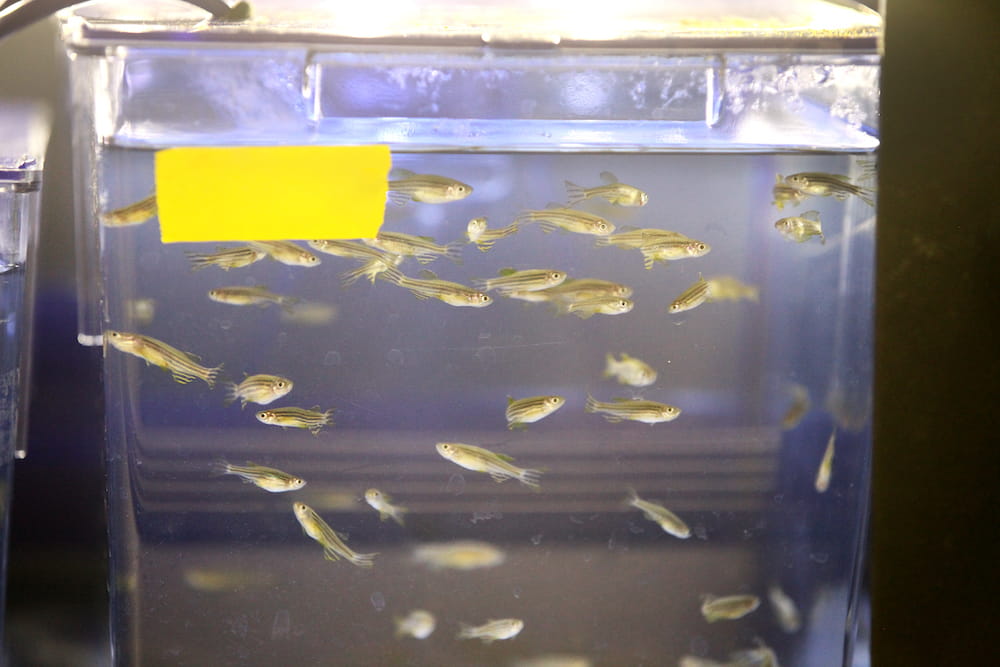 Zebrafish