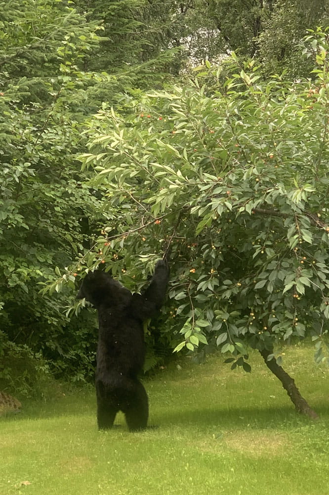 A black bear stands on its hind legs eating cherries from a cherry tree