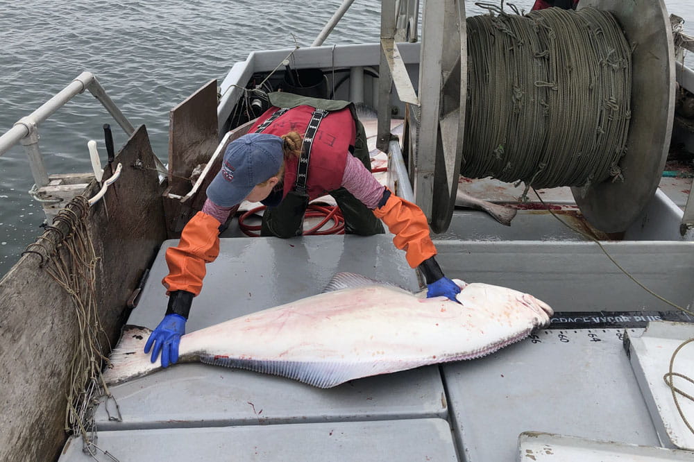 Lucy Boyce measures a halibut on a fishing boat in Alaska