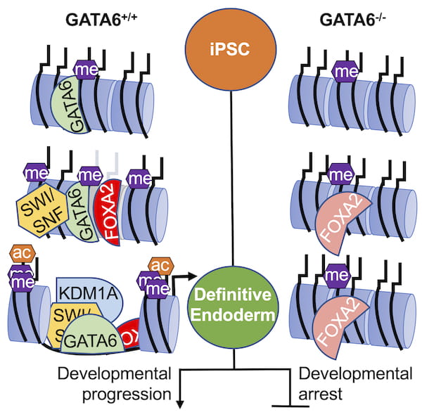 The transcription factor GATA6 is a DNA binding protein that opens genes to promote their expression during embryonic development. When GATA6 is absent the genes remain closed and silent. Image courtesy of Dr. Stephen Duncan.