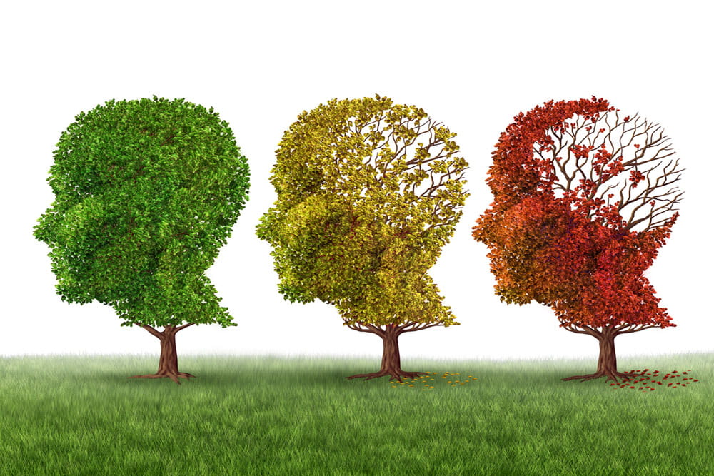 Memory loss and brain aging due to dementia and Alzheimer's disease as a medical icon of a group of color changing autumn fall trees shaped as a human head losing leaves as intelligence function on a white background.