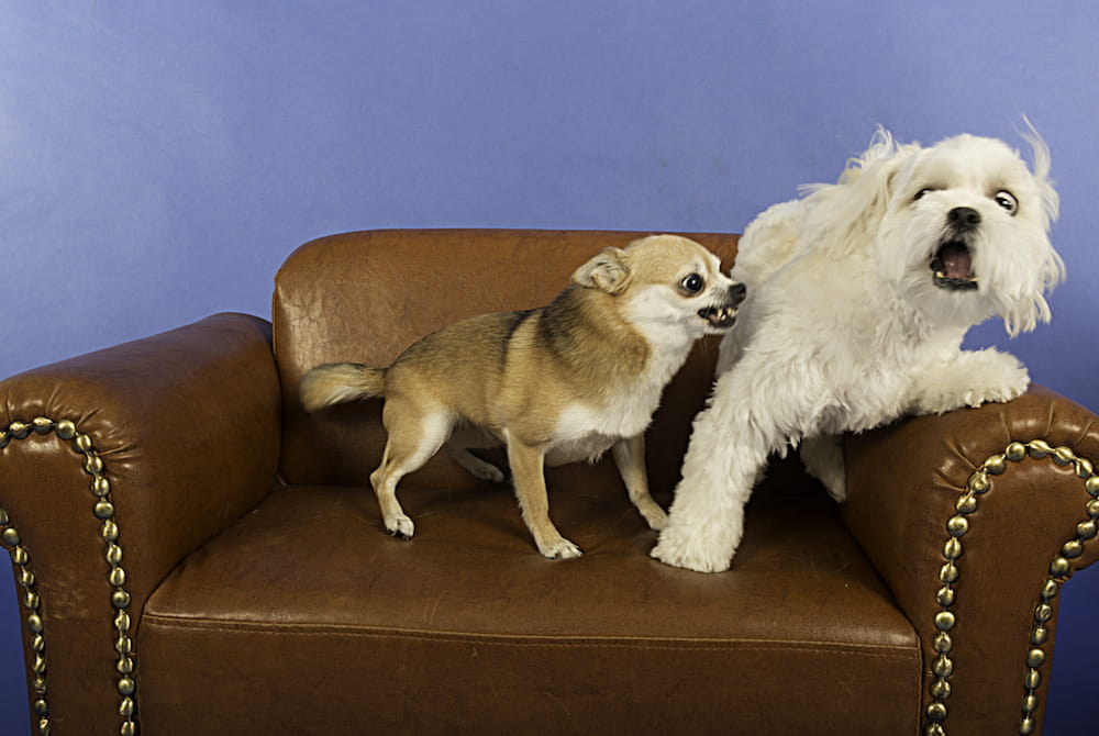 two dogs on a couch. a small one, a chihuahua seems to be attacking a bigger white hairy one, whose eyes are big and it looks scared. it's a silly photo though