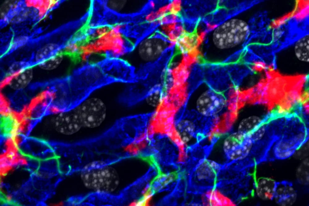 Interactions between Kupffer (red), stellate (green) and endothelial (blue) cells in the liver. Image by Johnny Bonnardel. https://creativecommons.org/licenses/by-sa/4.0/