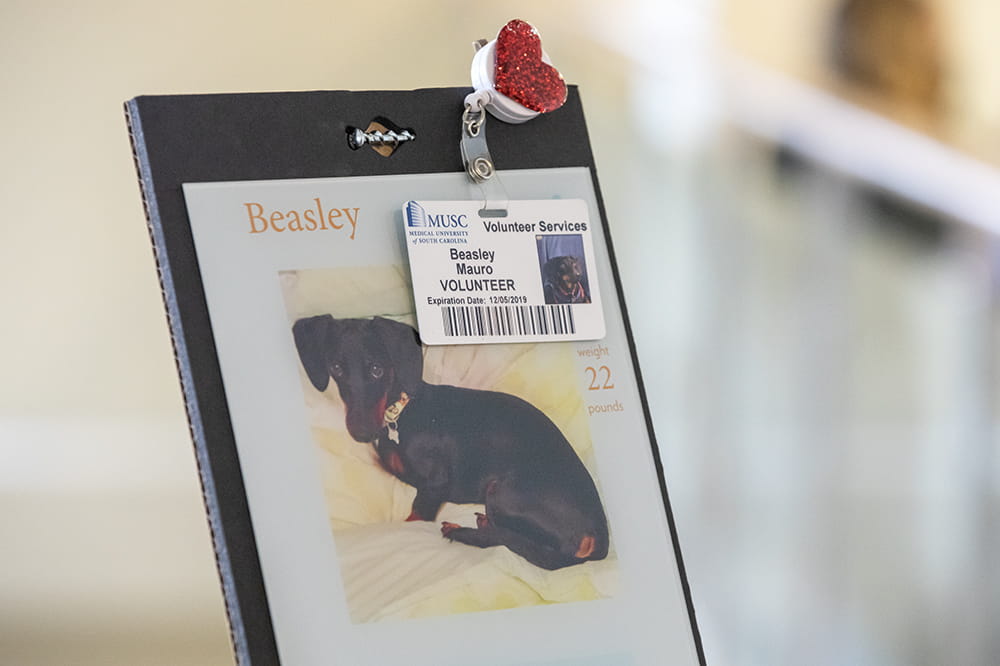 closeup of a photo of a dog with his MUSC pet therapy badge affixed to it