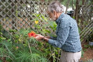 a man examines a bright red hibiscus flower in a garden