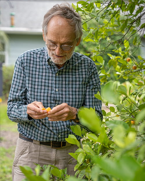 a man examines a small orange fruit taken from a large tree