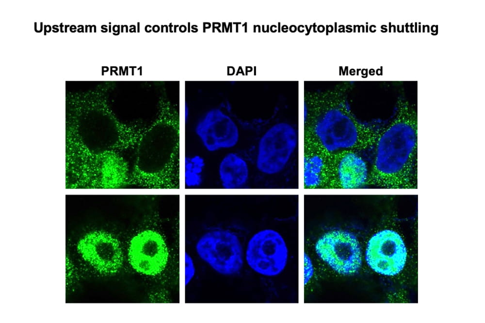 image of cells