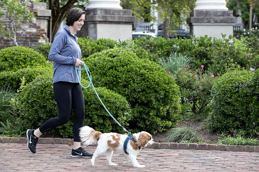 Young woman in exercise clothes walks a brown and white dog.