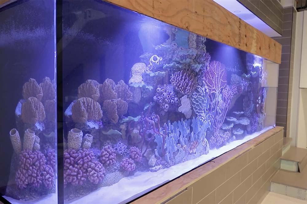 Aquarium with purple coral. 