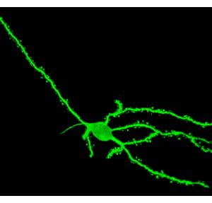 Cre-dependent Spaghetti monster (anti-FLAG + Alexa 647 staining) in a NAc core D2-MSN, also using the Cre-dependent SICO-shNpas4 virus.