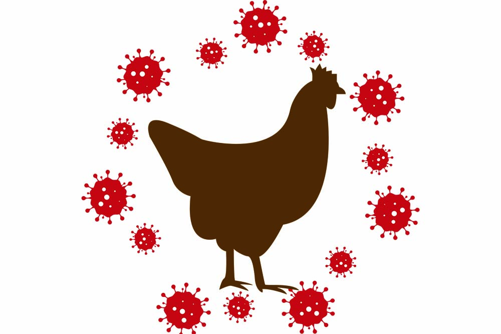 A chicken surrounded by red orbs symbolizing bird flu.