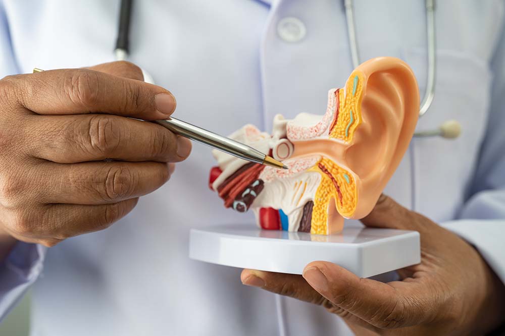 A model of the human ear. 