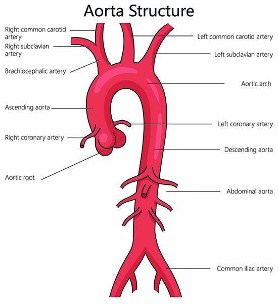 Red tube curves to the left. It has four tubes coming off of the top of it and others on its sides. It says aorta structure.