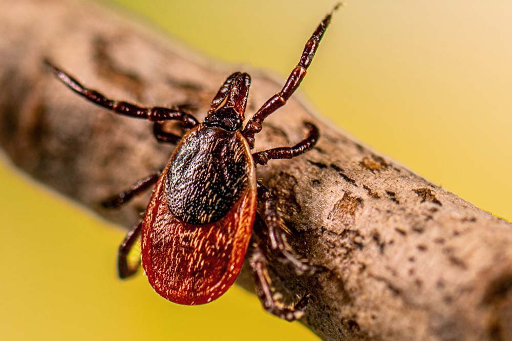 A creature with eight legs and an orange and black back rests on a piece of wood.