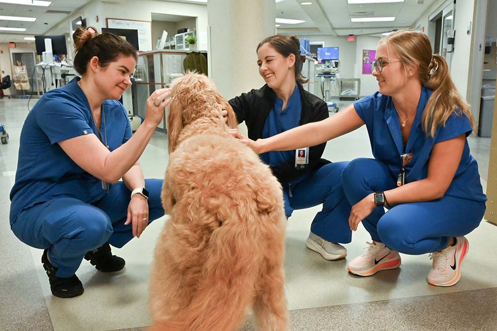 A large strawberry blonde dog is petted by three young women wearing blue scrubs.